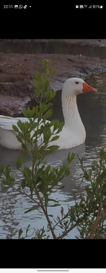 Rio Los Patos Бареал Екстериор снимка